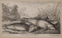 TvB G 0835
<br/>
Vissoort: Zeelt
<br/>
<em>Flamen, Albert (ca. 1620-na 1693)</em>